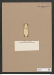 Pleurosigma angulatum var. delicatulum (W.Sm.) V.H. (de-Toni-Nr.: Genus 13, Species 1001) Zeichnungen Sammlung Grunow Nr. 1996 (NHMW-BOT-W0368843)